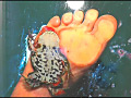 ローファー・ロングブーツナマ足が巨大ヒキガエルを踏む | 無料