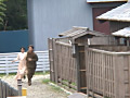 [acceed-0229] Aki 昭和町娘の駆け落ちストーリー！昭和の町で大胆に！のキャプチャ画像 2