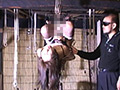 従僕の恋人8 異物挿入・天井宙吊り調○ のサムネイル