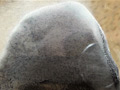 [ashikusa-0054] 【足のにおい】主婦・デカ足濡れツマのキャプチャ画像 1