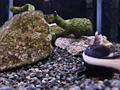 トロピカルフィッシュ 熱帯魚 美しきアクアリウムのサンプル画像3