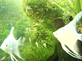 トロピカルフィッシュ 熱帯魚 美しきアクアリウムのサンプル画像8