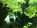 トロピカルフィッシュ 熱帯魚 美しきアクアリウムのサンプル画像10