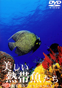トロピカルフィッシュ VOL.1 美しい熱帯魚たち