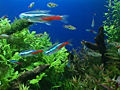 トロピカルフィッシュ VOL.1 美しい熱帯魚たち 画像 1