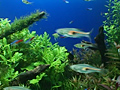 トロピカルフィッシュ VOL.1 美しい熱帯魚たち 画像 2