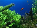 トロピカルフィッシュ VOL.1 美しい熱帯魚たち 画像 3