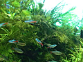 トロピカルフィッシュ VOL.1 美しい熱帯魚たち 画像 4