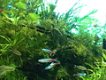 トロピカルフィッシュ VOL.1 美しい熱帯魚たち 画像 5