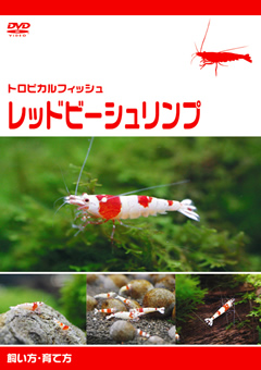 トロピカルフィッシュ レッドビーシュリンプ 飼い方・育て方