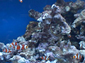 トロピカルフィッシュ VOL,2 楽しい熱帯魚たち 画像4