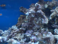 トロピカルフィッシュ VOL,2 楽しい熱帯魚たち 画像5