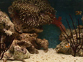 トロピカルフィッシュ VOL,2 楽しい熱帯魚たち 画像6