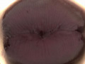 [fetishjapan-0845] 舌・唾液フェチ！アクリル板・ディルド舐め 舞咲みくにのキャプチャ画像 4