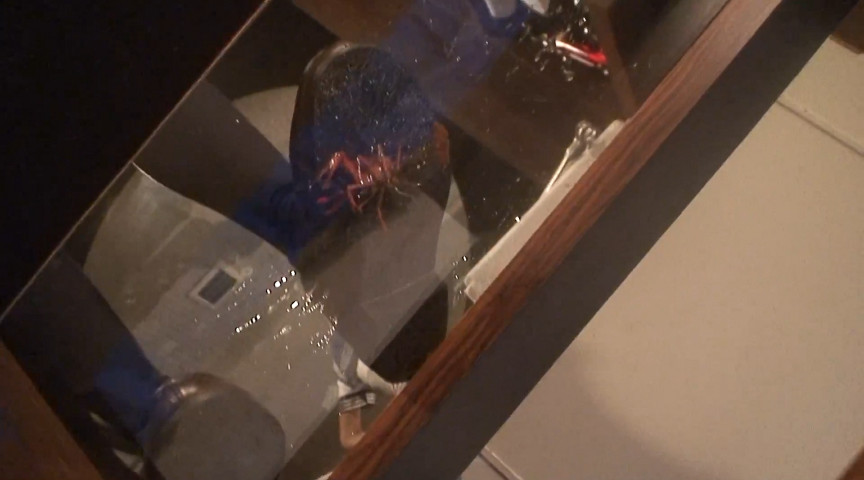 めいちゃんのローファー、ガラステーブルでザリCRUSHー1 | コアマニアエロ動画DB