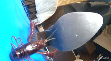 みくちゃんのショートブーツでザリガニクラッシュシリーズの作品サムネイル