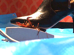 [foot-0053] みくちゃんのザリガニにされた罪人処刑 VOL1のイメージ画像