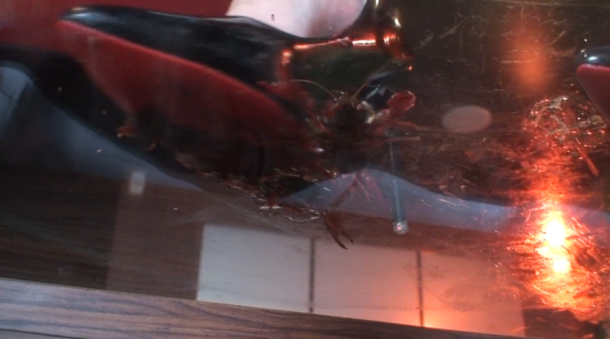 みくちゃんのサンタのガラステーブルでザリガニCRUSH 3 | アダルトガイドナビ