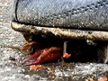 [foot-0090] めいちゃんのコスプレ、スパイクでザリガニCRUSH VOL1のキャプチャ画像 3