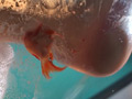 [foot-0094] みくちゃんの裸足で金魚CRUSH vol1 めいのキャプチャ画像 3