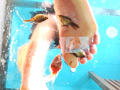 みくちゃんの裸足で金魚CRUSH vol5 サンプル画像2