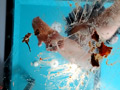 みくちゃんの裸足で金魚CRUSH vol5 サンプル画像5