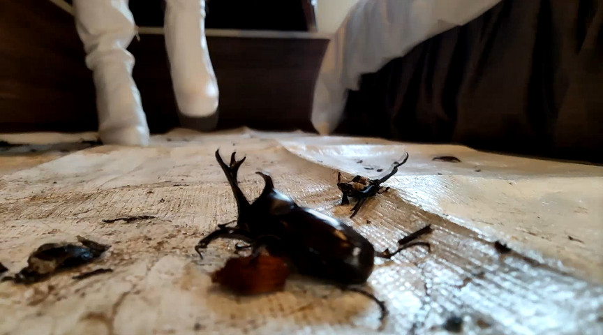 みくちゃんのマーチングバンド隊でカブトムシCRUSH VOL2 画像4