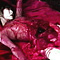 女腹切り作品集5 生贄