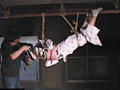 和服美女縛り・逆海老吊りの戦慄のサンプル画像3