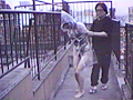 [fuji-0279] 縄つき屋上散歩 早乙女宏美のキャプチャ画像 5