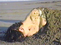 砂の女・拷問海岸 早乙女宏美のサンプル画像15
