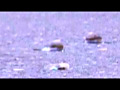 [fumaretai-0002] カタツムリがローファー・スニーカーで踏み潰される！のキャプチャ画像 2