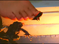 ローファー・ロングブーツナマ足が巨大ヒキガエルを踏む