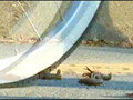 [fumaretai-0009] ハイソックスとローファー自転車がザリガニを踏み潰すのキャプチャ画像 2