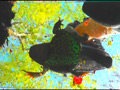 巨大ヒキガエル・ザリガニを黒パンプスで踏みにじるOL サンプル画像12