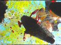 巨大ヒキガエル・ザリガニを黒パンプスで踏みにじるOL サンプル画像14
