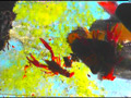 巨大ヒキガエル・ザリガニを黒パンプスで踏みにじるOL サンプル画像15