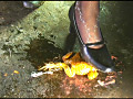 赤ハイヒールや黒パンプスのOLさんの脚線美の下で踏み潰されるヒキガエル！のサンプル画像8