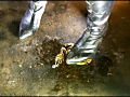 [fumaretai-0019] ロングブーツと赤タイツがヒキガエルを踏み潰す！ シロのキャプチャ画像 3