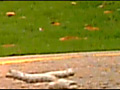 [fumaretai-0021] ローファーがカタツムリ・イモムシ・ダンゴ虫を踏み潰すのキャプチャ画像 4