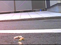 [fumaretai-0024] 女子大生のサンダルやスニーカーがイモムシを踏み潰す！のキャプチャ画像 1