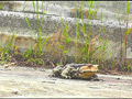 [fumaretai-0025] 短靴やサンダルでヒキガエルを踏むあどけない女の子！ 瀬川水桜里のキャプチャ画像 3