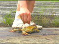 [fumaretai-0025] 短靴やサンダルでヒキガエルを踏むあどけない女の子！ 瀬川水桜里のキャプチャ画像 5