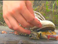 [fumaretai-0025] 短靴やサンダルでヒキガエルを踏むあどけない女の子！ 瀬川水桜里のキャプチャ画像 6