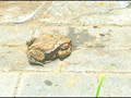 土で汚れたストッキング＆ナマ足でヒキガエルを踏み潰す サンプル画像9
