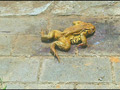 土で汚れたストッキング＆ナマ足でヒキガエルを踏み潰す サンプル画像19
