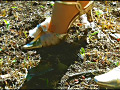 「草原のヒキガエル」を泥まみれにして踏み潰す！ サンプル画像11