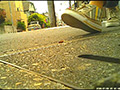 [fumaretai-0035] コオロギとイモムシがスニーカーで踏み潰される！のキャプチャ画像 7