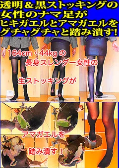 女性のナマ足がヒキガエルとアマガエルを踏み潰す！