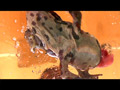 透明＆黒ストッキングの女性のナマ足がヒキガエルとアマガエルをグチャグチャと踏み潰す！のサンプル画像2